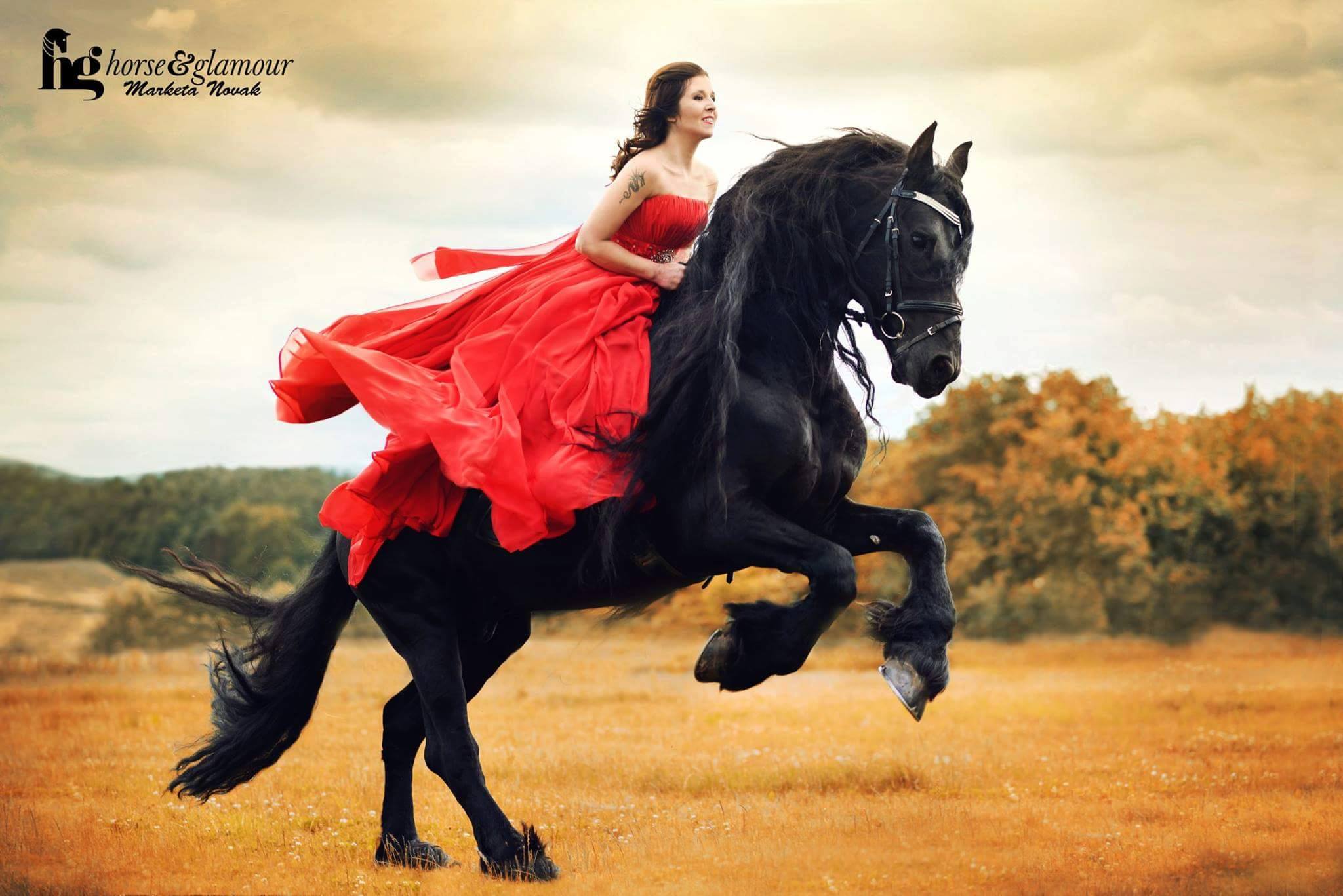 Dream Black Horse